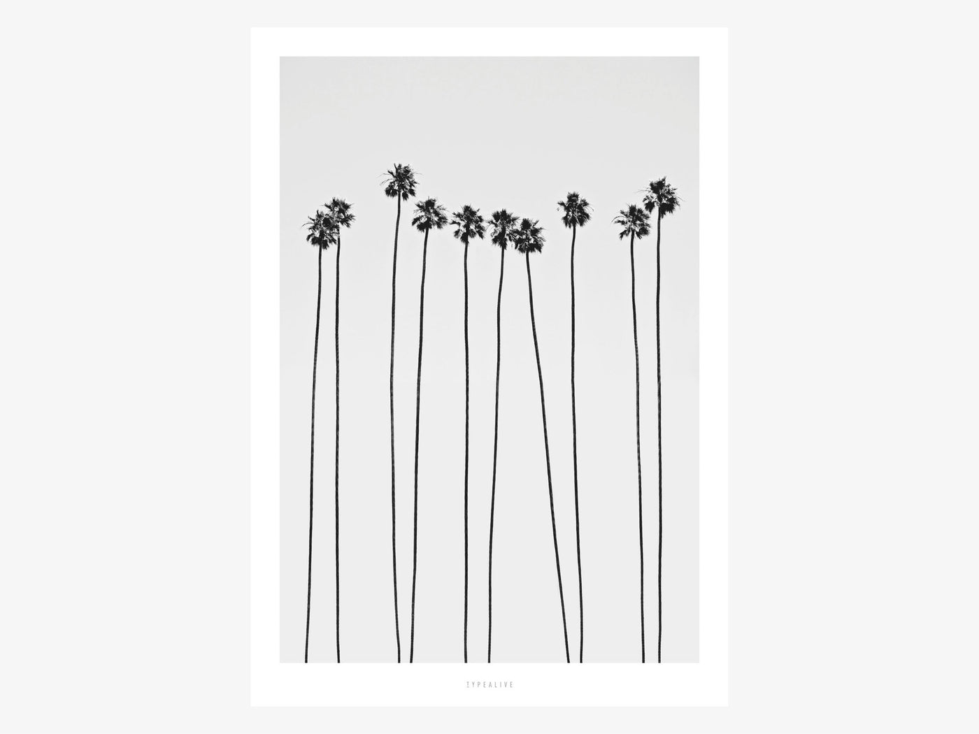 Print / All About Palms No. 5