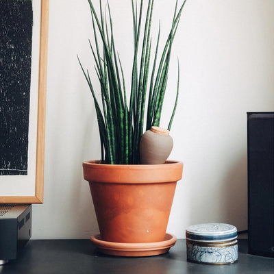 Pepin - Olla "Noir metallic"