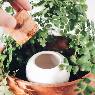 Pepin - Olla "Coral"