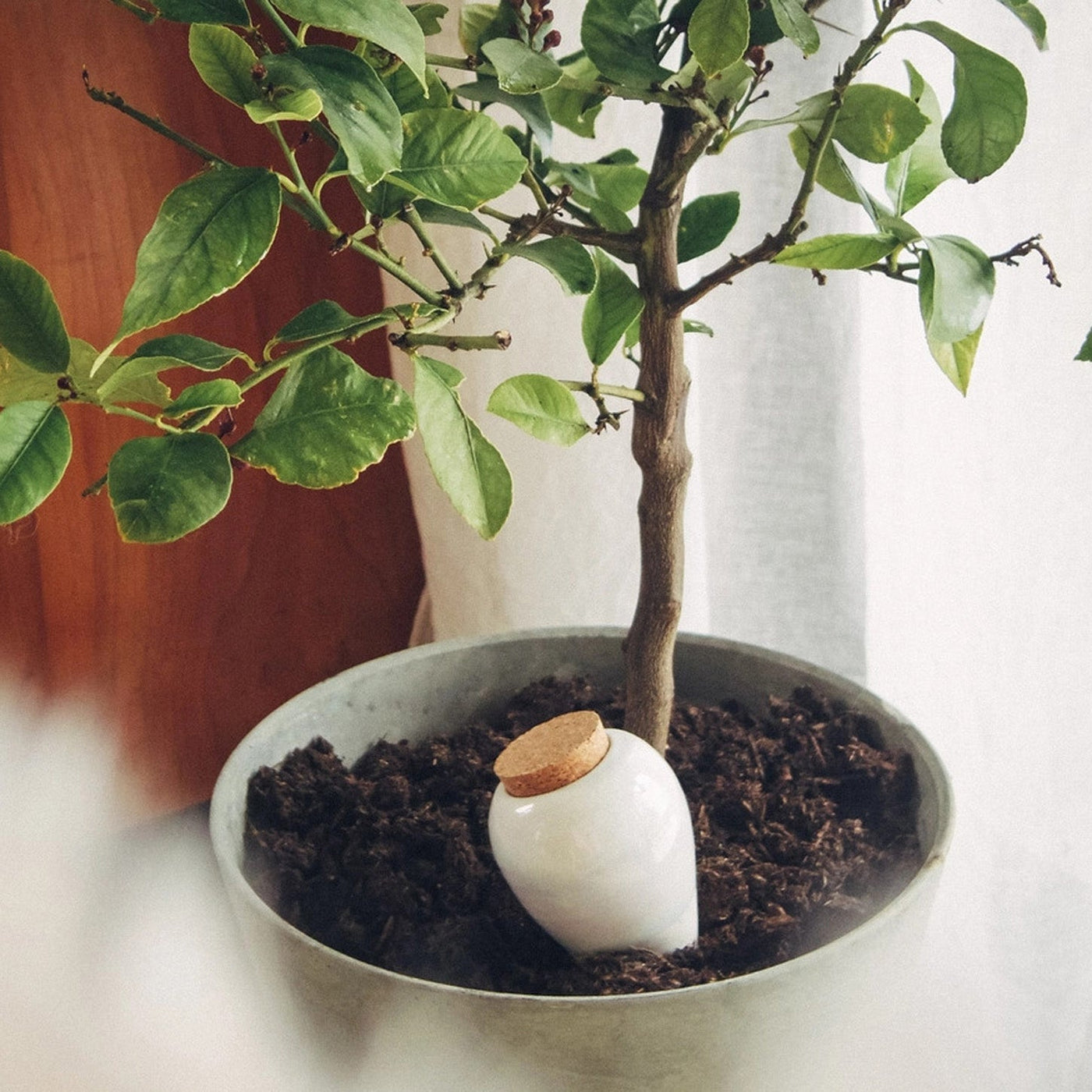 Pepin - Olla "Noir metallic"