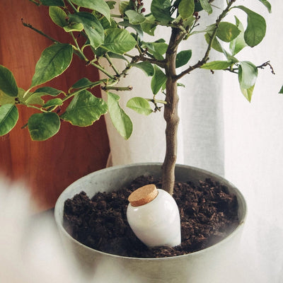 Pepin - Olla "Noir metallic"