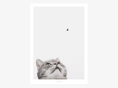 Print / Cat And Fly