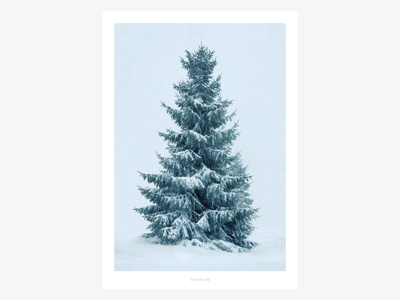 Print / Schneetanne No. 2