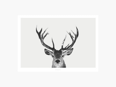 Print / Deer No. 1