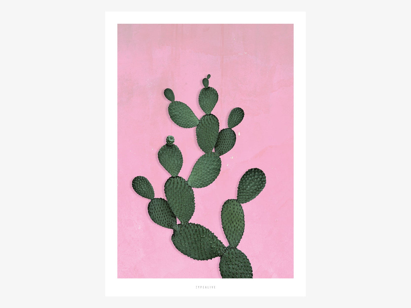 Print / Kaktus No. 3
