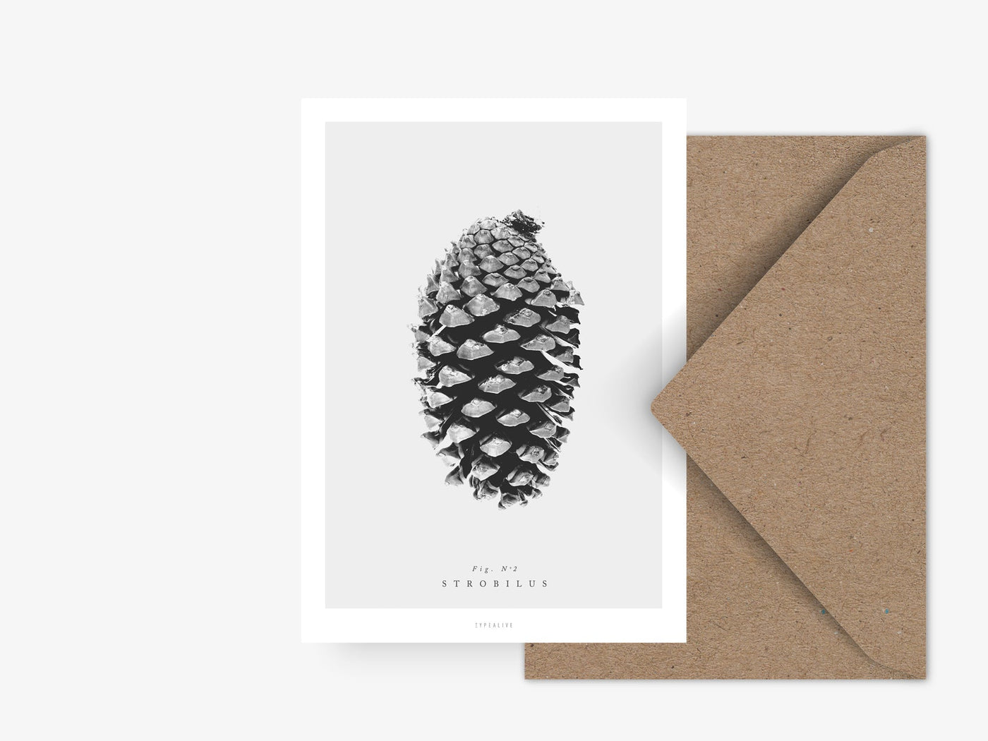 Postkarte / Tannenzapfen No. 2