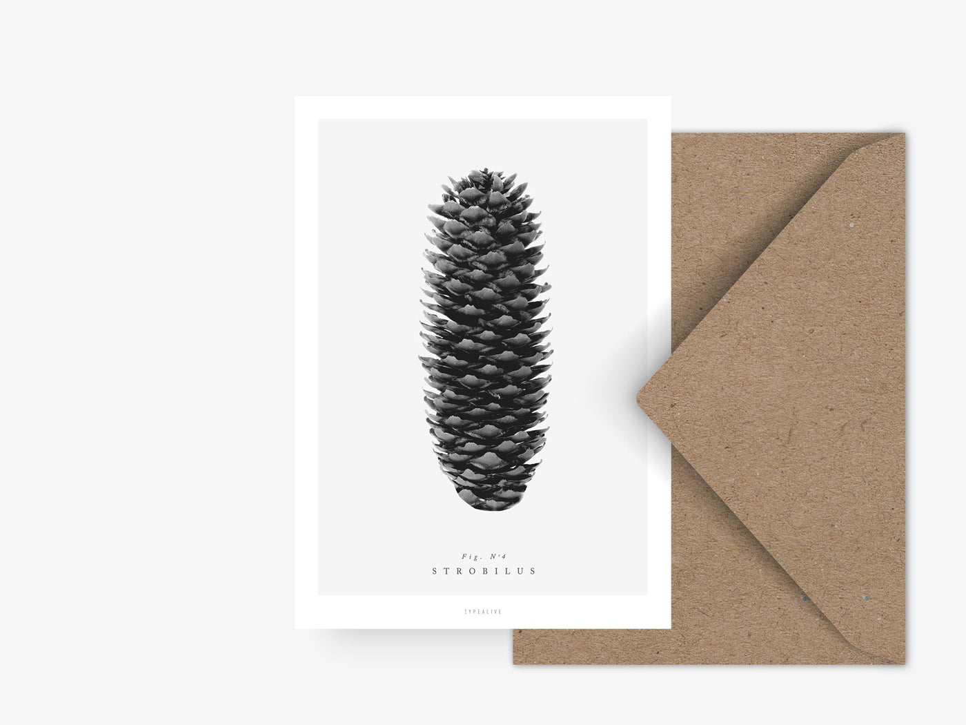 Postkarte / Tannenzapfen No. 4
